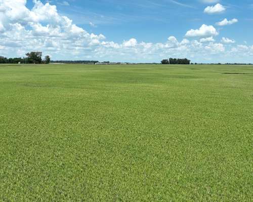 1380 Has. Campo Mixto S/ Ruta 7 en San Andres de Giles