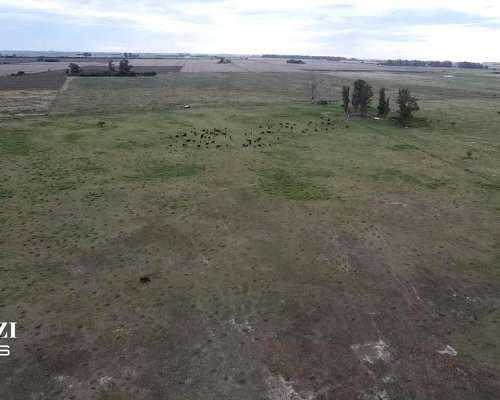 Venta 107 Has en Casalegno (santa FE)
