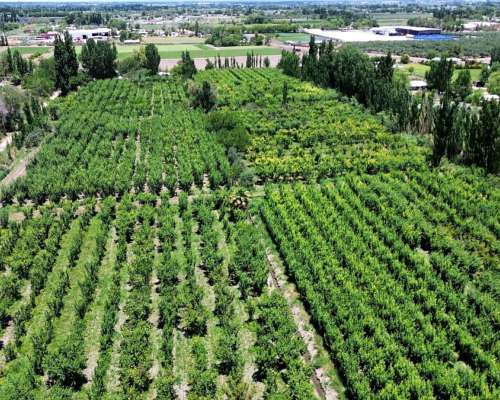 Finca de Ciruelos en Corralitos Mendoza