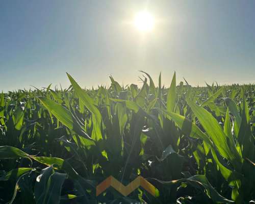 262 Ha a 12 km de González Moreno, Provincia de Buenos Aires