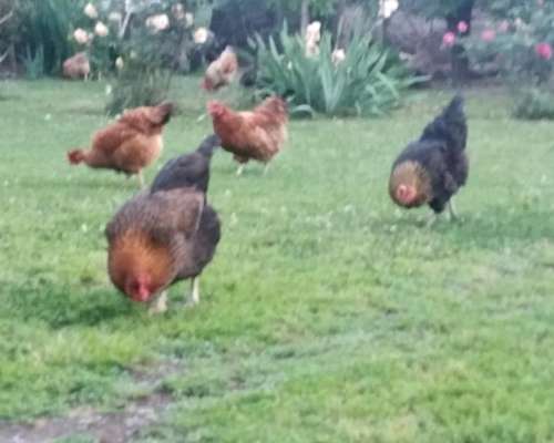 Pollitos de Campo, Razas Mixtas