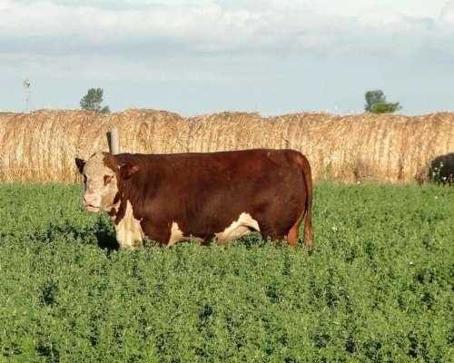 Toro Hereford Puro de Pedrigue