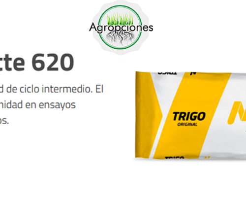 Semilla de Trigo Baguette 620 - Nidera