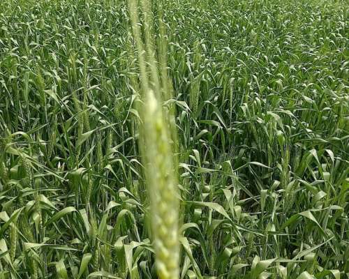 Campos Agricola Zona Norte Prov BS AS