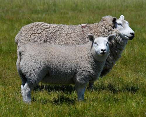 Vendo Ovejas Texel con Servicio