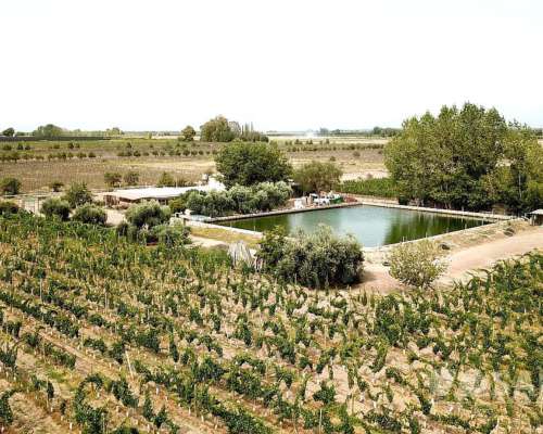 30 Has Finca Lujan de Cuyo, Mendoza