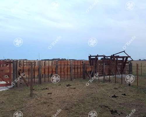 Campo 130 Has en Venta Chascomus.ideal Cria de Caballos