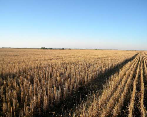 73ha en Camersa MZA con Riego y Alfalfas