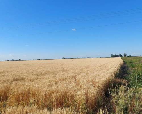 9105 Has SE Venden en Zona Moises Ville