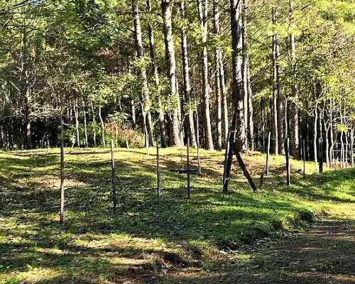 Campo Ganadero Forestal. 215 Ha con 120 Ha de Pino 15 Años