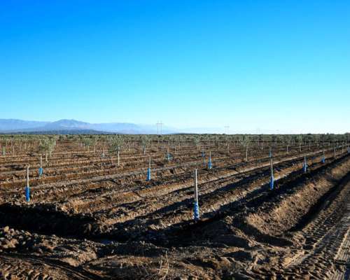 Lavalle- 85 HA- Mendoza