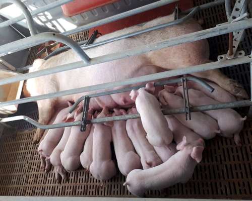 Santiagueño SE Ofrece para Labores de Campo Solo sin Familia