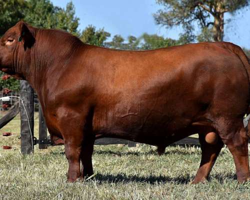 Toros de 2 Años.