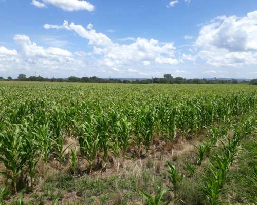 14.7 Ha Pampa de Pocho (cba) Agricolas