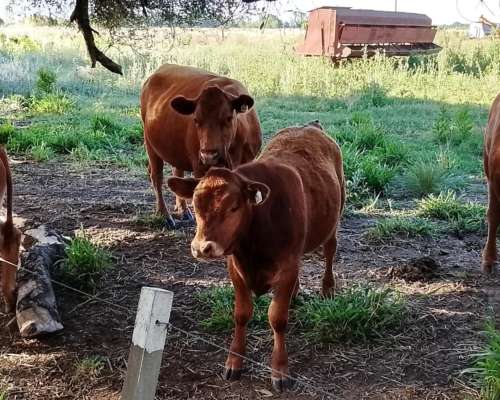 Venta Rodeo Limangus - Cabaña -