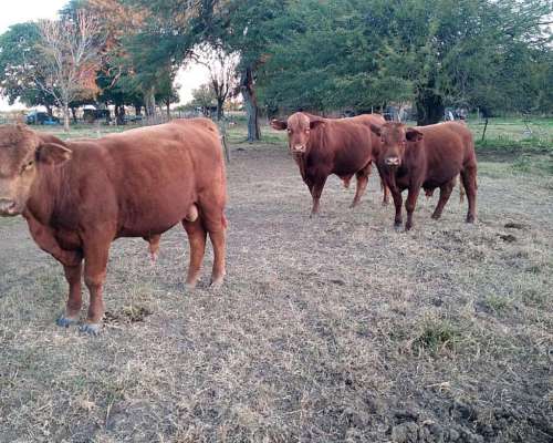 Toros Brangus Colorados-san Javier