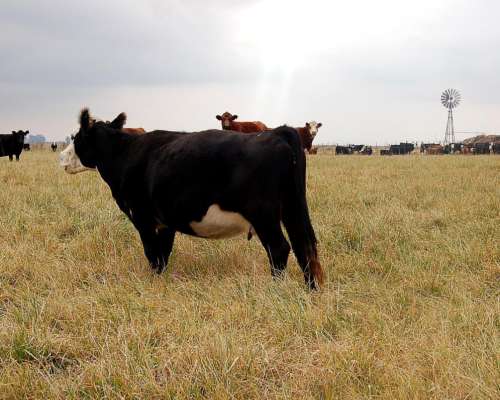 Campo en Venta 800 HA. Mixto. Carlos Casares. Oportunidad.