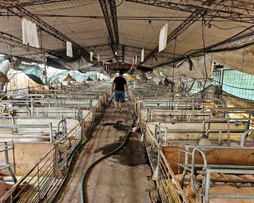 290 Has. en Zona de Riego Cercanas a Santiago.