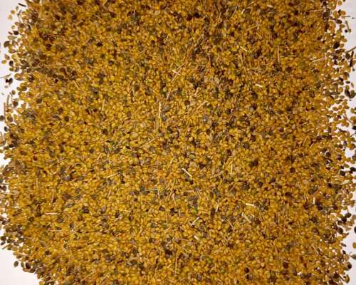 Semilla de Melilotus a Granel