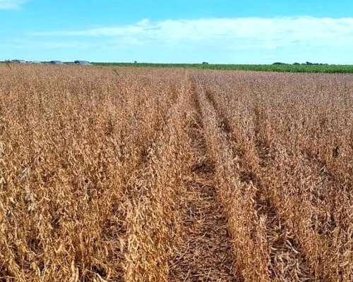 Vendo 82 Has Entre Mugueta y Arminda