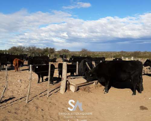 Vende: Campo Ganadero de 2010 Hectáreas en General Acha, DEP