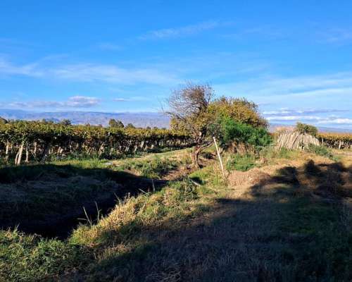 Vendo o Alquilo Finca en Santa Lucía, San Juan