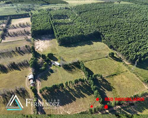 27 Has, con Mejoras y Forestación