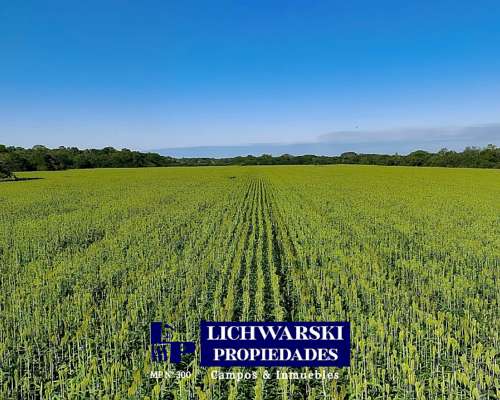 Campo Mixto Sobre Río Gral José de San Martín, Chaco