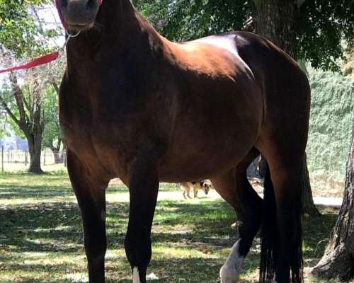 Caballo Criollo Inscripto SRA