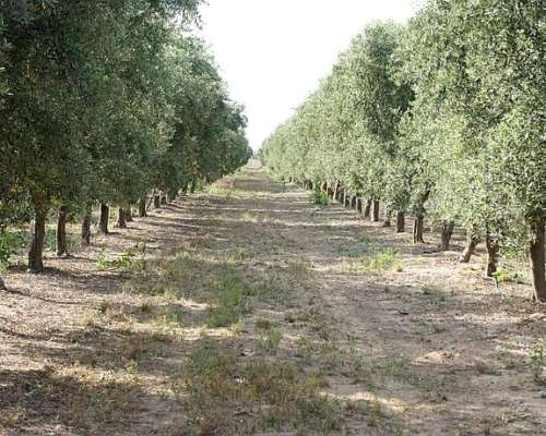 Campo y Planta Productora de Aceite de Oliva: Catamarca