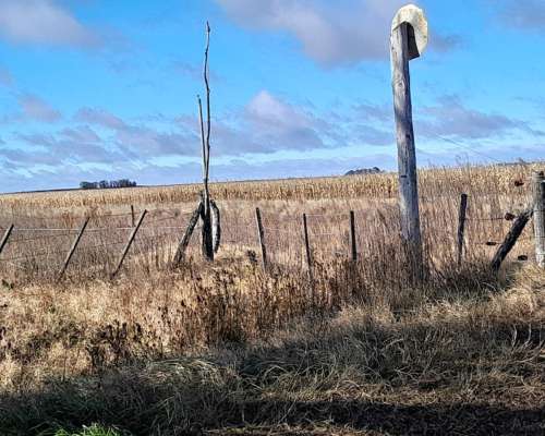 Urg 131 Has Mixtas Maiz-soja en $ 2900 X Ha Zona Ruta 205