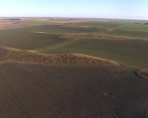 Campo Mixto 680 Has – Coronel Dorrego – Buenos Aires