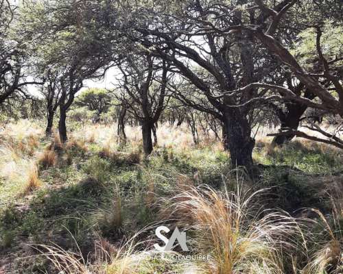 Vende: Campo Ganadero de 1.238 Hectáreas en Loventuel, la PA