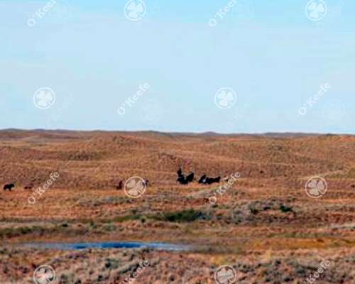 Campo en Venta 28000 Has, Gral Alvear, Mendoza