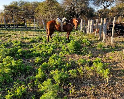 Arrendo Campo Ganadero Empastado