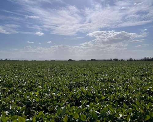 “campo en Venta con Alto Rendimiento Agrícola – Ideal Invers