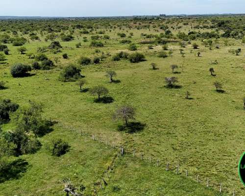 Vendo Campo Ganadero 430 H.A Zona Chajari E.R