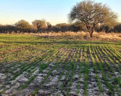 Campo Agricola Entre Rios