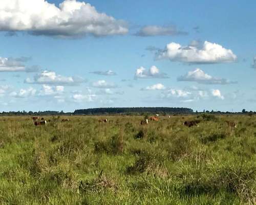 Arrendamiento Establecimiento Corrientes Zona Norte