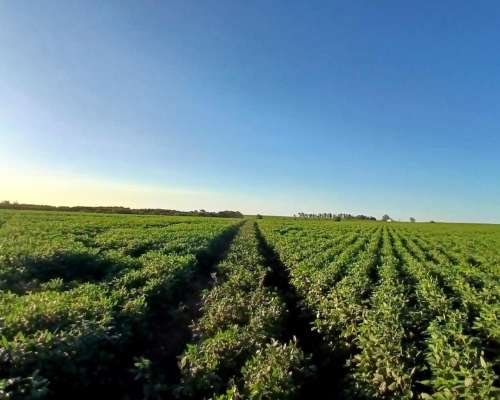 Campo Mixto de 1050 Hectareas