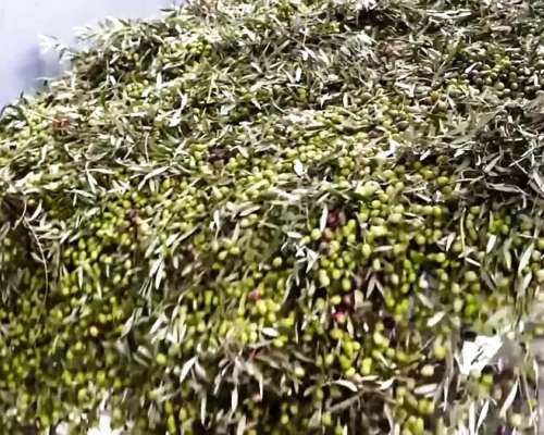 Linda Finca con Producción para Aceite ,5,6 Hectáreas