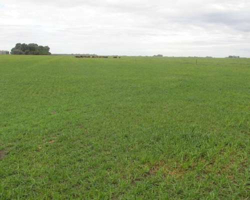 1.132 Has. en Venta - Fatraló, Guaminí - Buenos Aires.