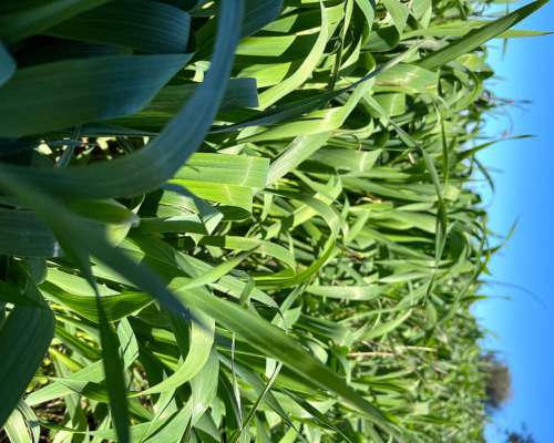 Campo Venta en Uruguay. Paysandú