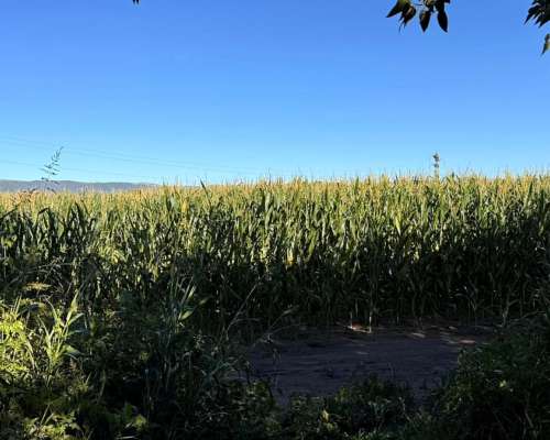 Campo Agricola en Venta- a Tranquera Cerrada