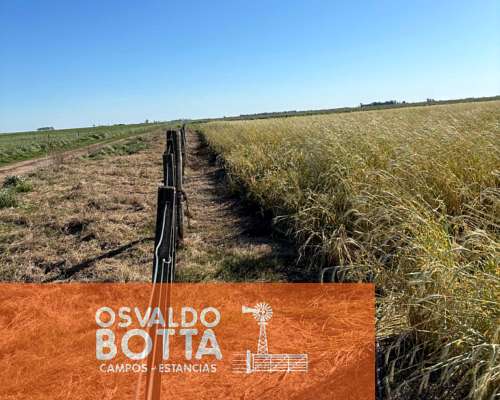 Campo Mixto en Venta, 1654has Carlos Tejedor