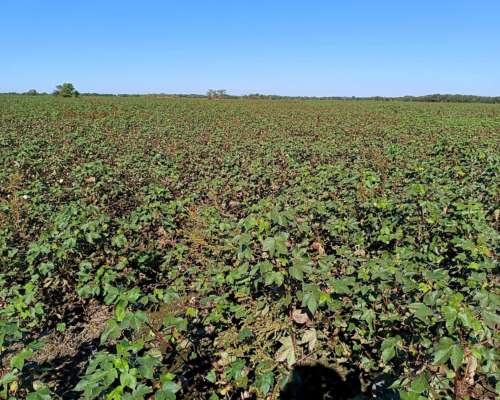Campo Mixto Agrícola-ganadero en Venta – Dpto. 9 de Julio