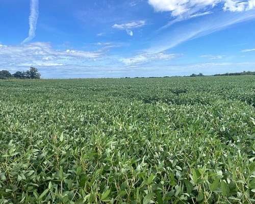 120 Has Agricolas Rosario Norte 90 KM.