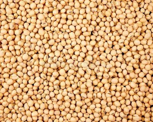 Semilla de Soja Enlist 48ms01, Resistente a 2,4d Enlist