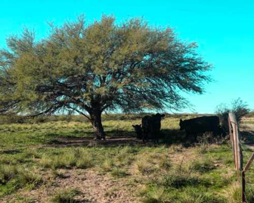 7.387 Ha Cuchillo CO, la Pampa
