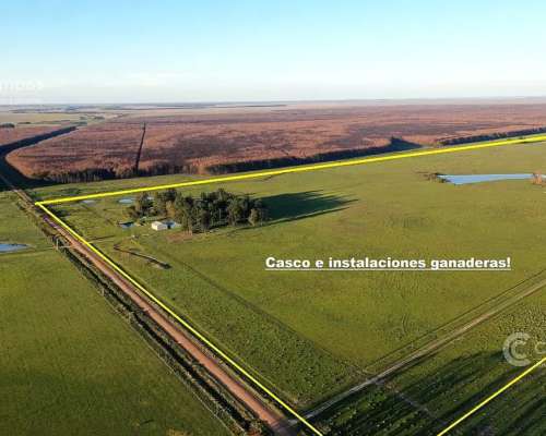 Se Vende Campo Foresto-ganadero de 885 Ha en Paraje Galarza.